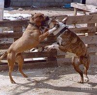 Маскират кучешки боеве като изложби
