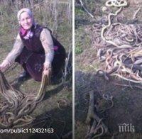 Смела селянка уби 80 змии, биолози искат да я линчуват