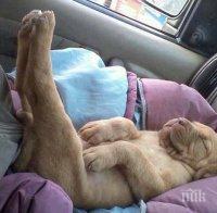 Тези кучета знаят какво е удобство! Уникални снимки, които ще усмихнат твоя ден!