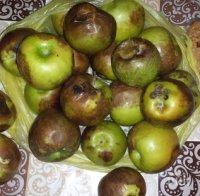 СЗО се нуждае от 1,6 млрд. долара за хуманитарна помощ през 2016 г. 