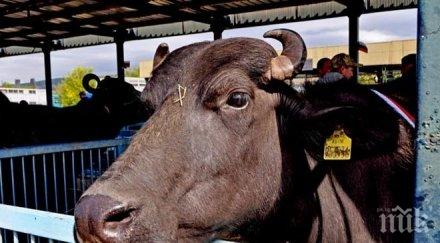 биволи разхождат магистрала тракия