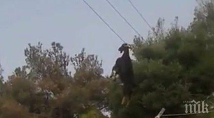 коза опита скочи увисна рогата електрически жици видео