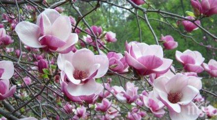 откраднаха магнолията съда видин