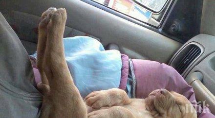 кучета знаят удобство уникални снимки усмихнат твоя ден