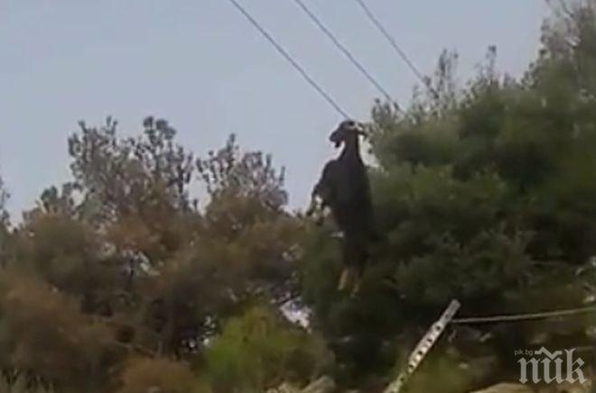 Коза се опита да скочи, но увисна с рогата си на електрически жици (видео)