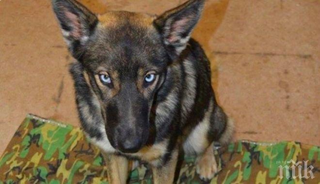 Немска овчарка, загубила крак в Афганистан, получи най-високото военно отличие за животни