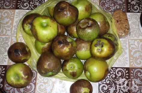 СЗО се нуждае от 1,6 млрд. долара за хуманитарна помощ през 2016 г. 