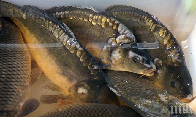 Иззеха 70 кг. риба при акция на язовир „Александър Стамболийски“