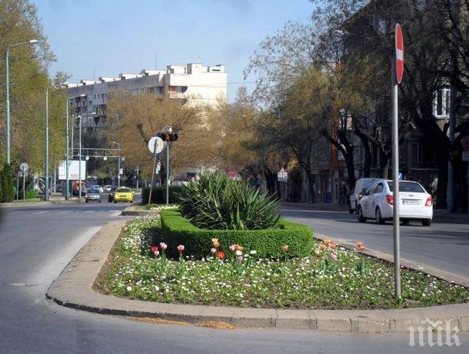 20 нови чинара в Пловдив
