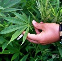 Над килограм марихуана откриха габровски полицаи 
