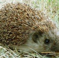 Мания! Японци се редят на опашка, за да гушкат таралежи