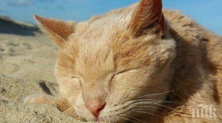 сладур сякаш наслаждава слънцето прекрасното време истината съвсем друга