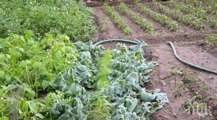 ученици смолян помагат самотни възрастни хора отглеждането плодове зеленчуци