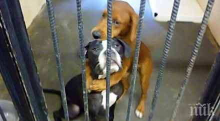 търсят данни произхода кучетата кутре 000 години