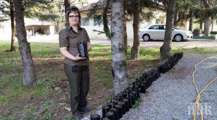 700 000 фиданки произведе година разсадникът джулюница големият северна българия