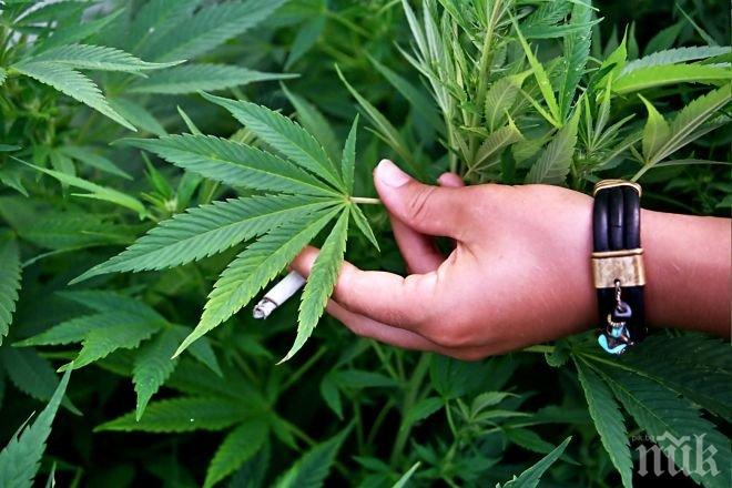 Над килограм марихуана откриха габровски полицаи 
