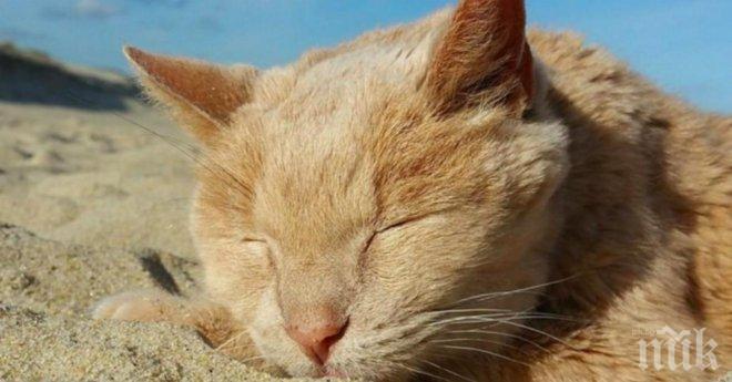 Този сладур сякаш се наслаждава на слънцето и прекрасното време, но истината е съвсем друга...