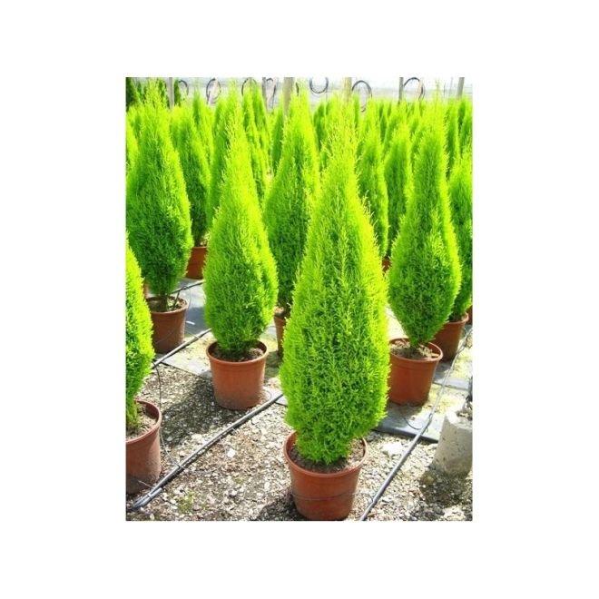 Ученици посадиха 25 аризонски кипариса