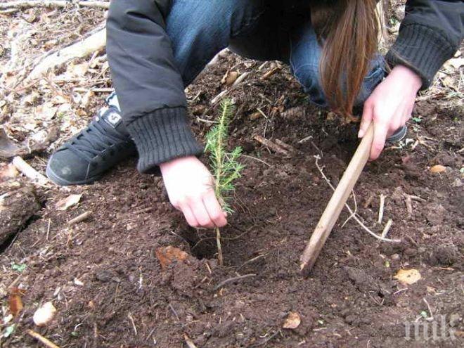 Студентска залесителна акция край Благоевград 