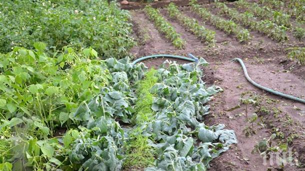 Ученици от Смолян помагат на самотни възрастни хора в отглеждането на плодове и зеленчуци