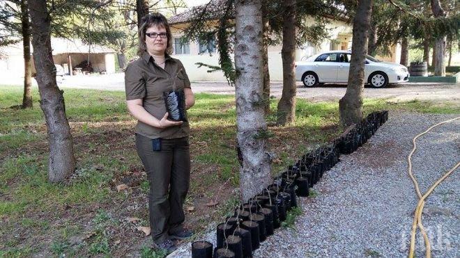 700 000 фиданки ще произведе тази година разсадникът в Джулюница, най-големият в Северна България