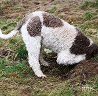 1500 лева глоба за убиец на куче за трюфели