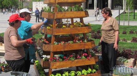 уникални цветни пирамиди поставиха плевен