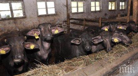 откраднаха цяло стадо биволи отец паисиево