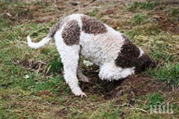 1500 лева глоба убиец куче трюфели