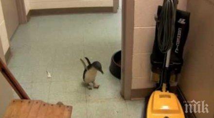 едно сладко пингвинче изгуби внимавай случи сблъсква жена