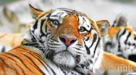 руски тигър защити годишни дразнителки