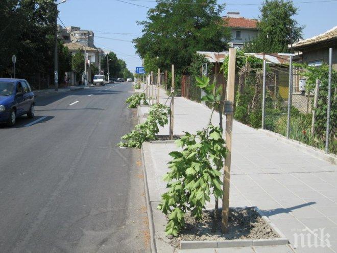 Активисти на ГЕРБ залесяват във Видин
