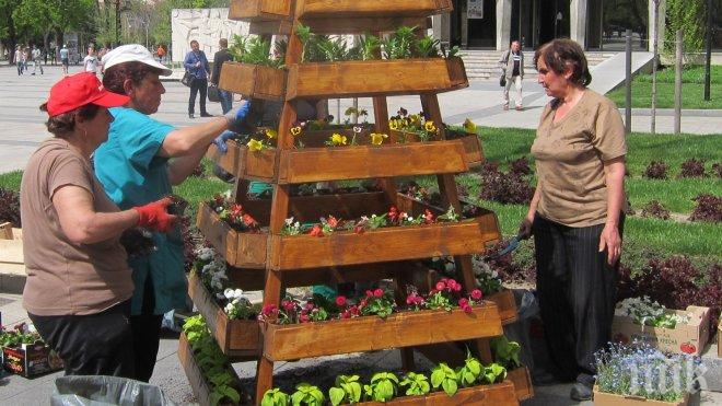 Уникални цветни пирамиди поставиха в Плевен