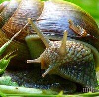 Глоба до 5 бона, ако събирате или изкупувате маломерни охлюви