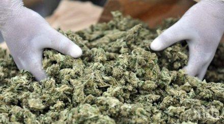 двама българи задържани 200 килограма канабис франция