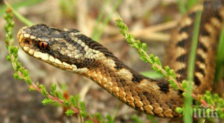 змии налазиха козлодуй