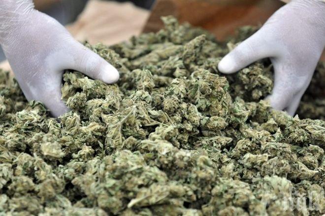 Двама българи са задържани с 200 килограма канабис във Франция