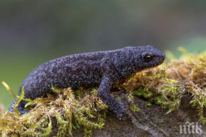 Ето как тритонът регенерира крайниците си