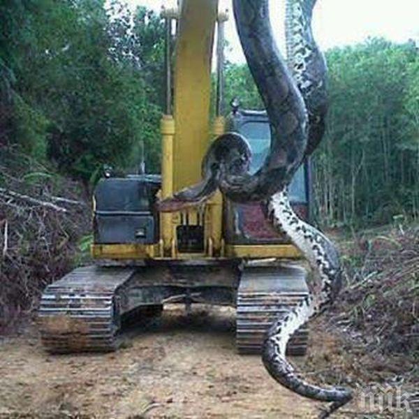 Уловиха най-дългата змия в света (видео)