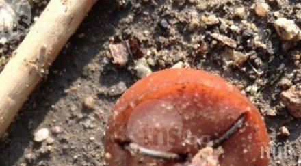 садист разхвърля кренвирши метални куки кучешка площадка пловдив