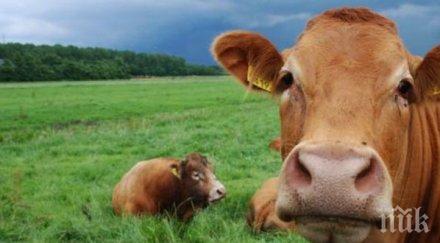 обмислят мерки нова болест говедата