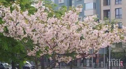 пик японска вишна разцъфтя центъра варна