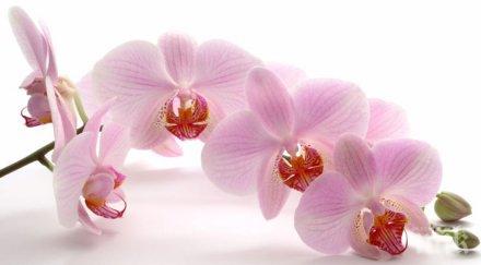 всичко моята орхидея едно