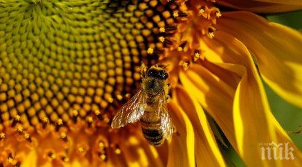 странджанският манов мед кандидатства лого