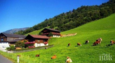 продават австралийско село кравите млн долара