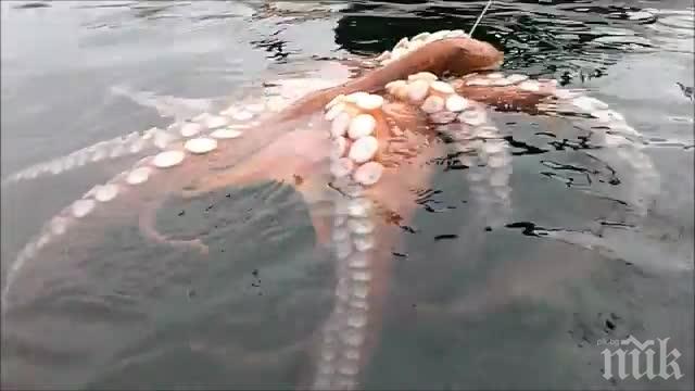 Октоподът Инки се мушна към свободата с интелигентно бягство