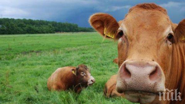 Обмислят мерки срещу нова болест по говедата
