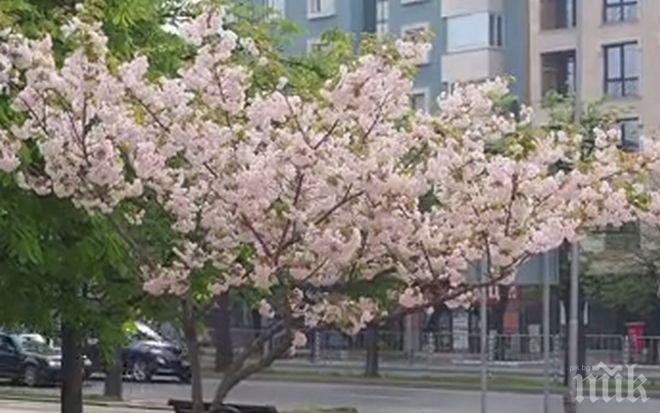ПИК TV: Японска вишна разцъфтя в центъра на Варна