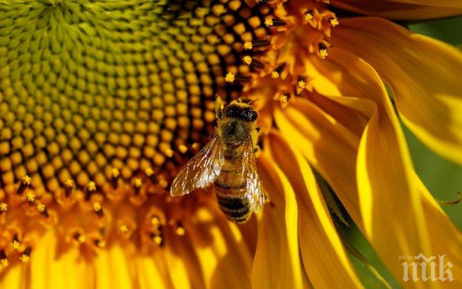 Странджанският манов мед ще кандидатства за лого на ЕС