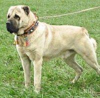 Площадка за кучета сде превърна в плашило за хората (снимки)